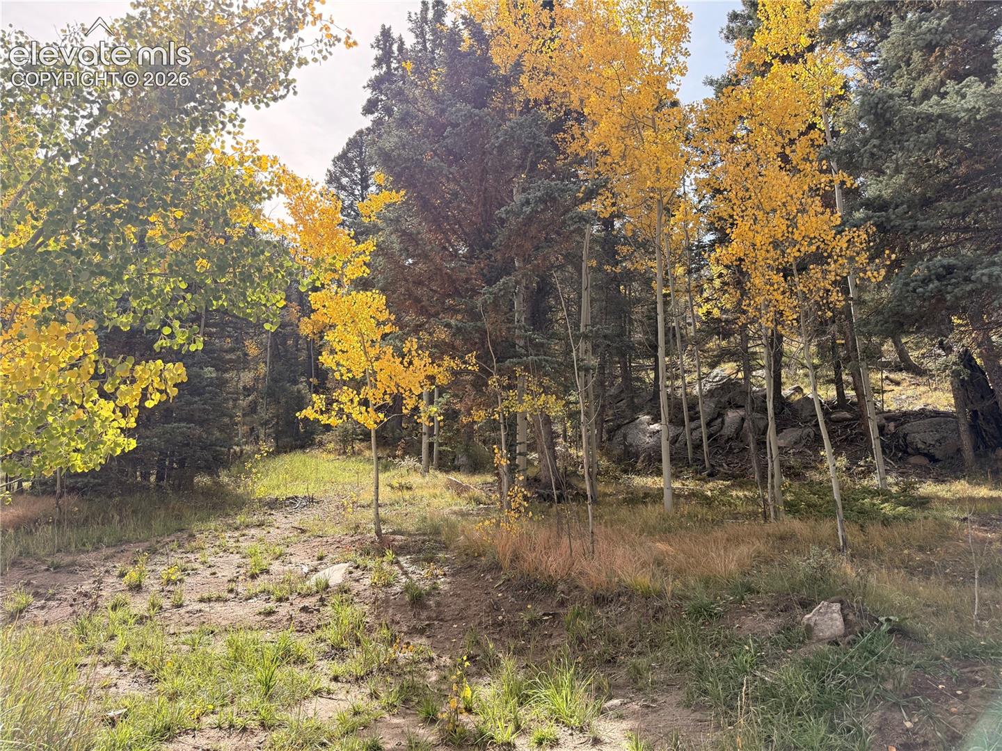 Sloped terrain with mature trees, scattered boulders, and varying ground cover