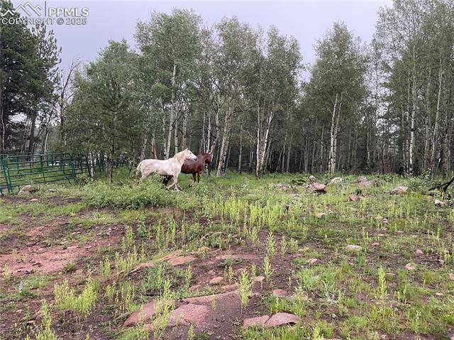 Perfect horse Territory. 