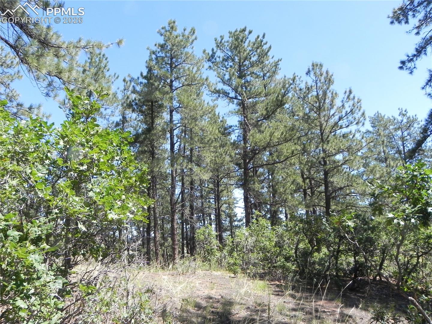 Photo 19 of 4144 Cheyenne Drive, Larkspur