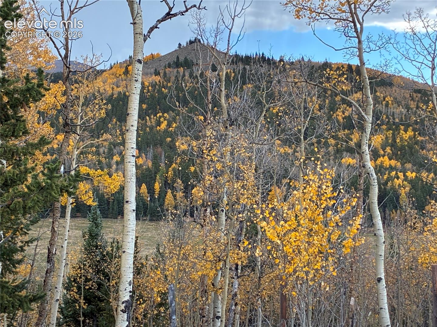 Mountain terrain featuring a forested landscape with aspen and coniferous trees