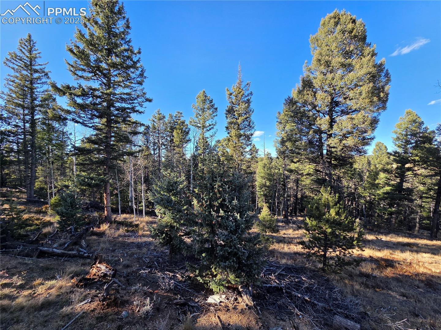 Photo 10 of 1434 Blue Mesa Drive, Divide
