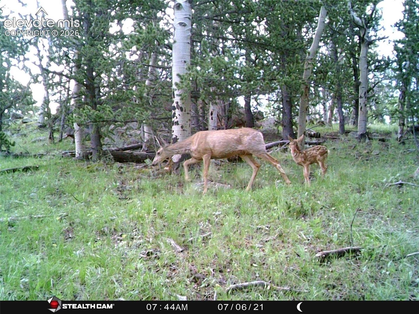 3243 County Road 86, Victor, CO 80860