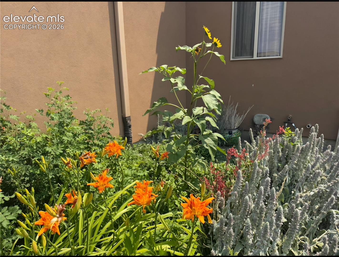 Eco-friendly blooms surround the property leaving a living legacy framing the property and the connection to the high desert flora.