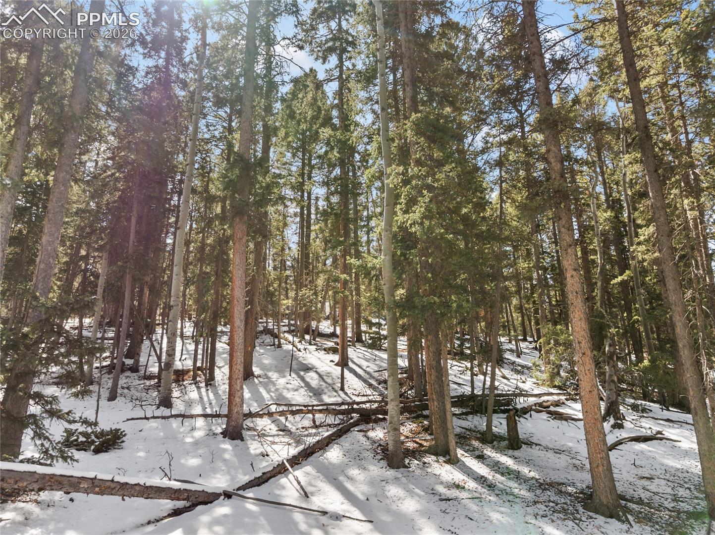 Wooded land view