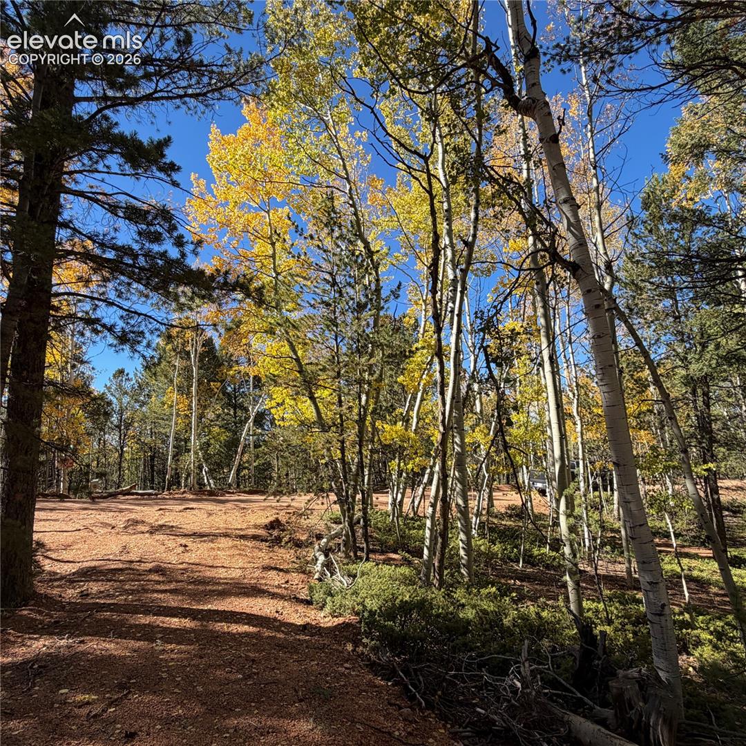 Expansive, cleared lot with mature trees and vibrant autumn foliage