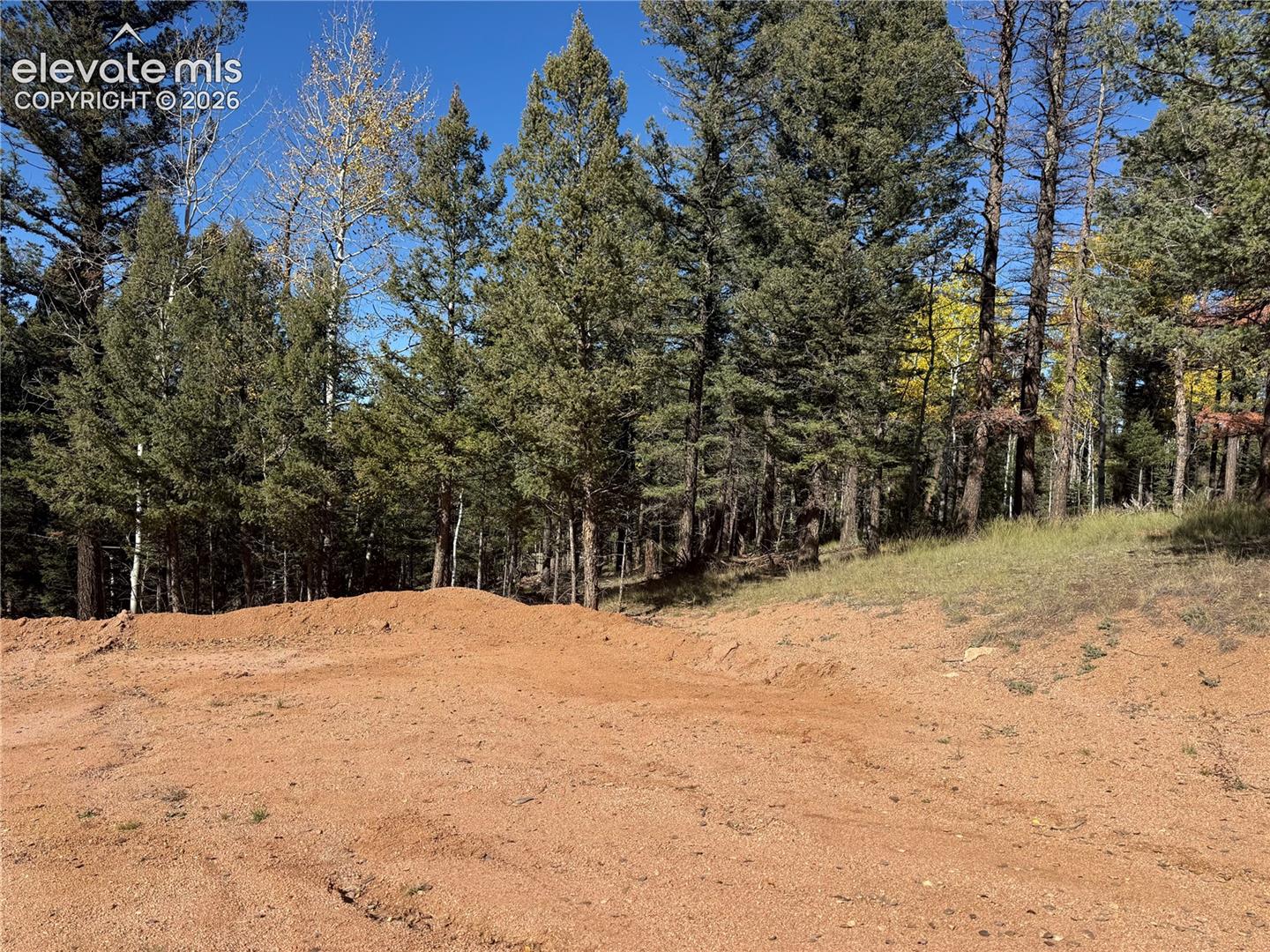 Expansive lot featuring mature evergreen trees and natural vegetation