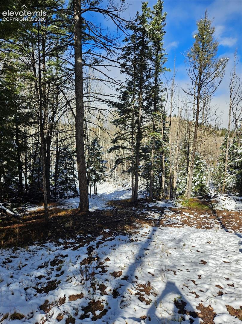 Wooded acreage featuring tall coniferous trees, deciduous timber, and rolling natural topography