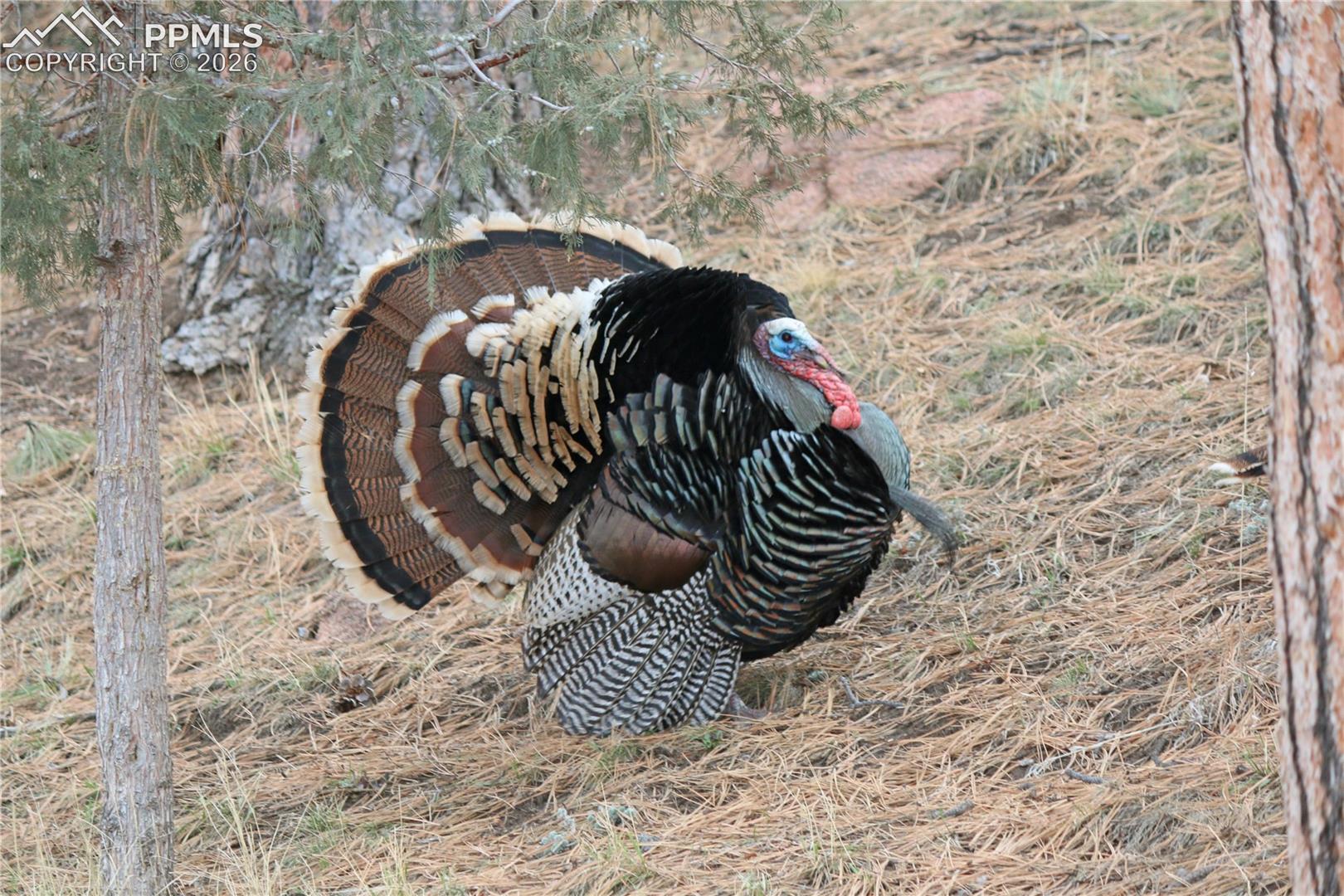 Gobble Gobble! 