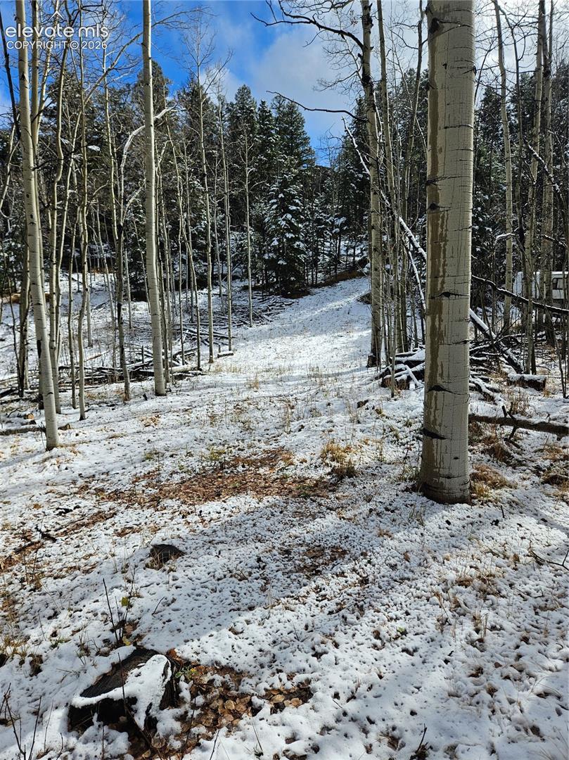 Wooded parcel featuring a cluster of mature aspen trees, evergreen forest backdrop, and sloping natural terrain