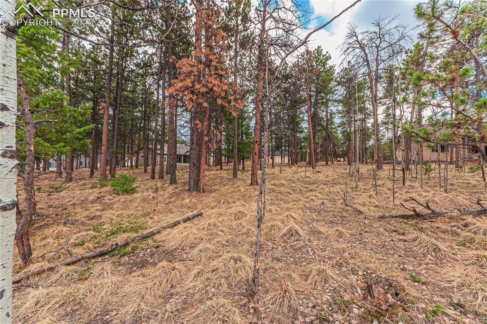 Photo 17 of 1290 Firestone Drive, Woodland Park