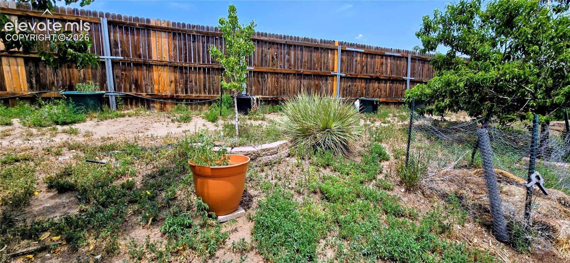 Backyard with mature fruit trees. 