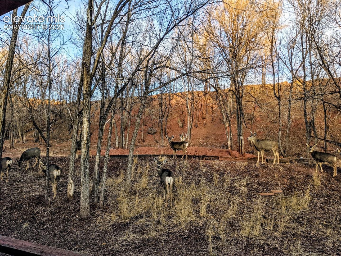 Wildlife sitings from the property