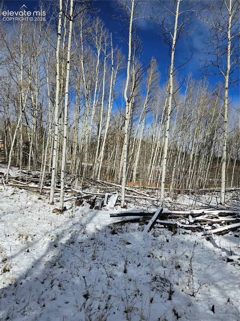 Wooded landscape featuring a dense grove of mature aspen trees and snow-covered ground