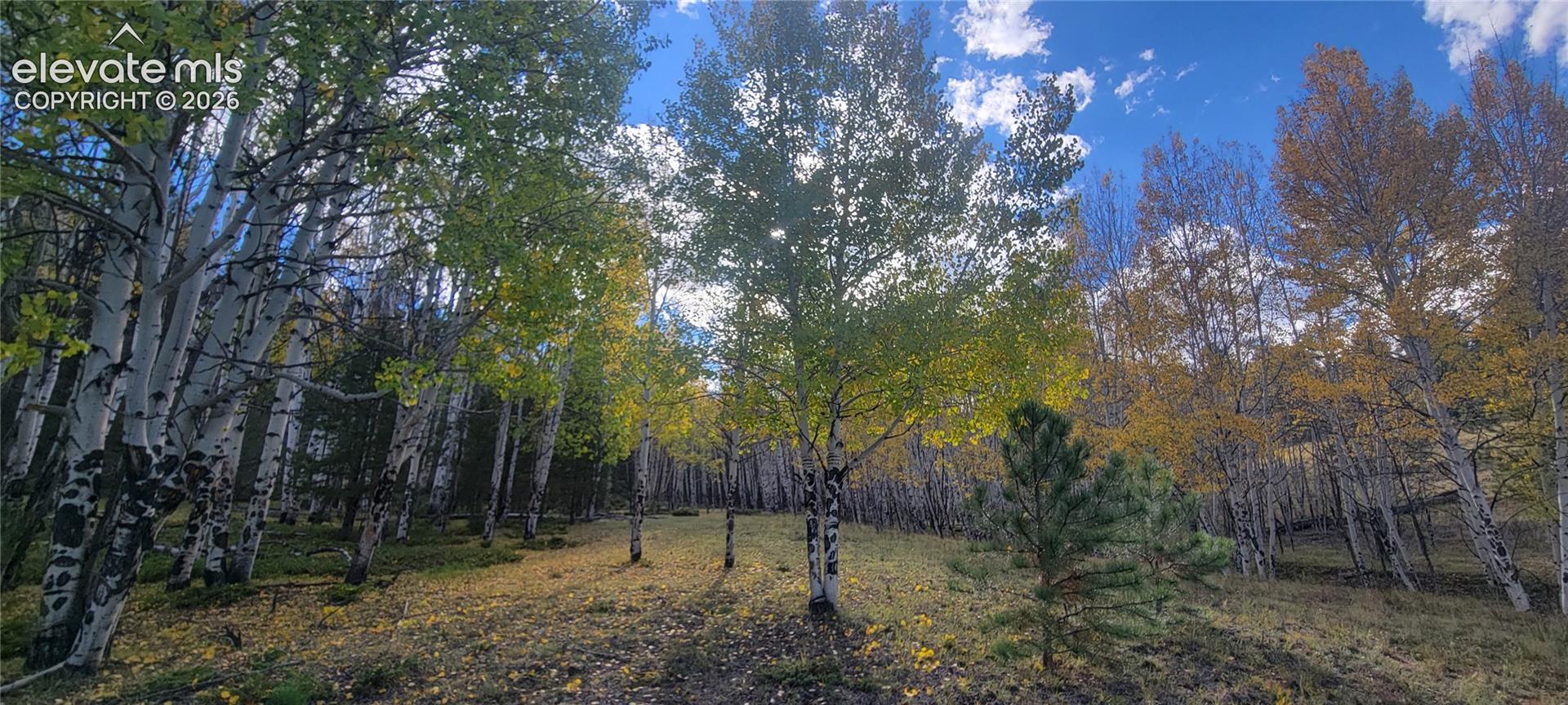 Wooded terrain with mature deciduous trees and evergreen saplings