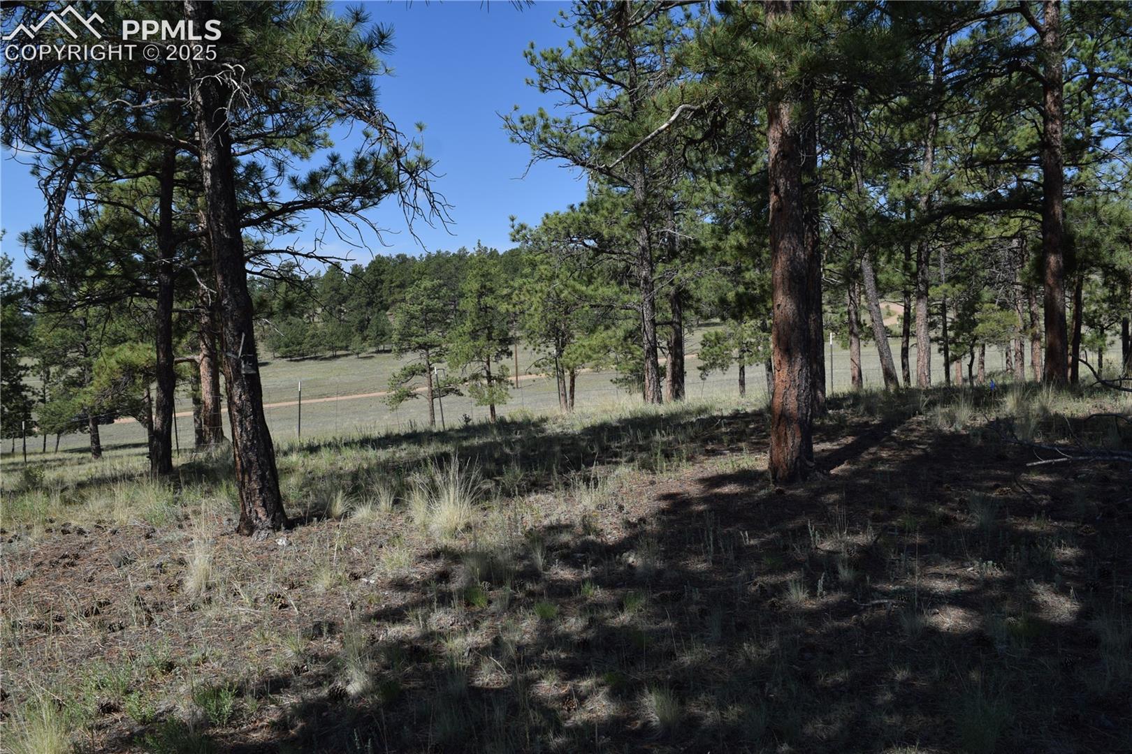View of local wilderness