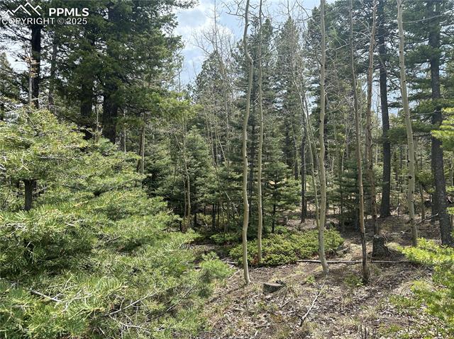 Lots of mature Aspen and Pine on this beautiful lot!