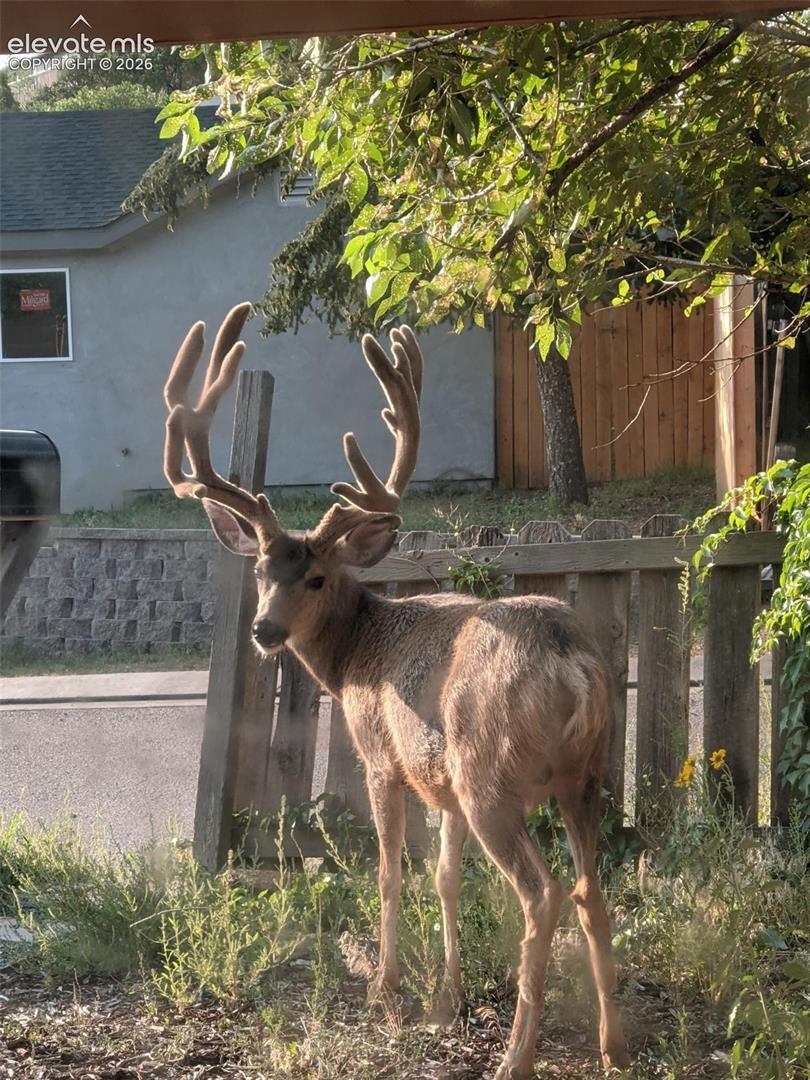 Wildlife sitings from the property