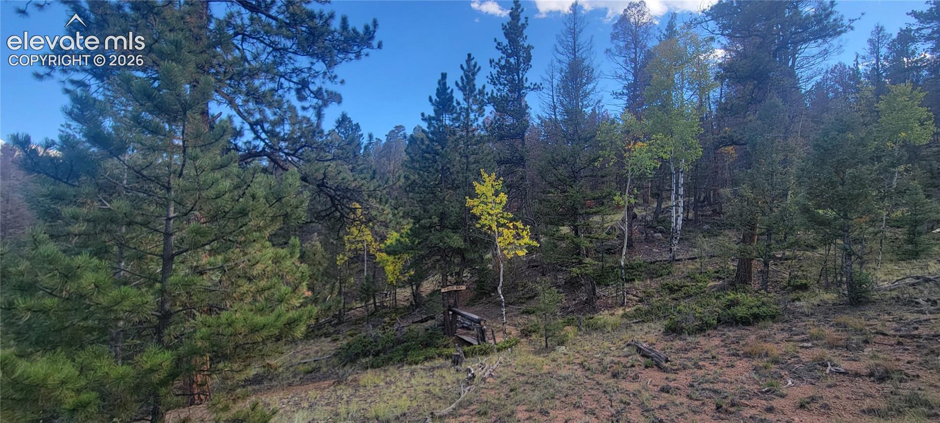 Wooded hillside with mature evergreen and deciduous trees