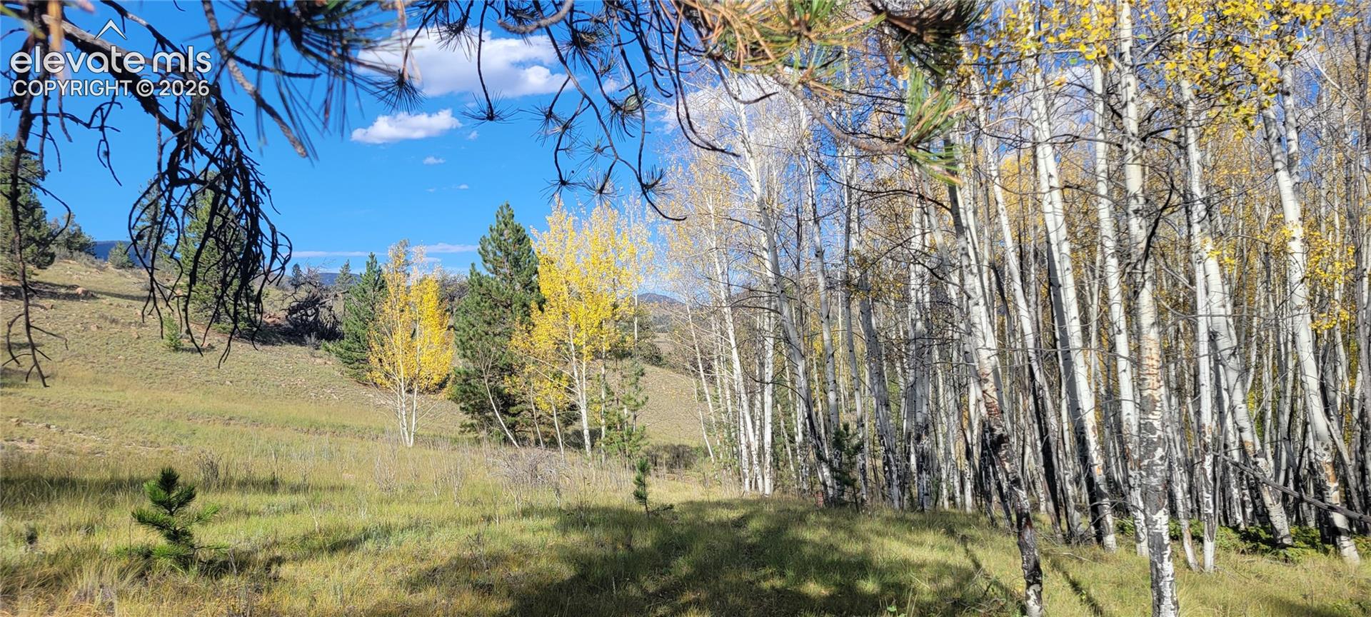 Expansive natural landscape featuring a mix of deciduous and evergreen trees, open grassy areas, and a clear blue sky