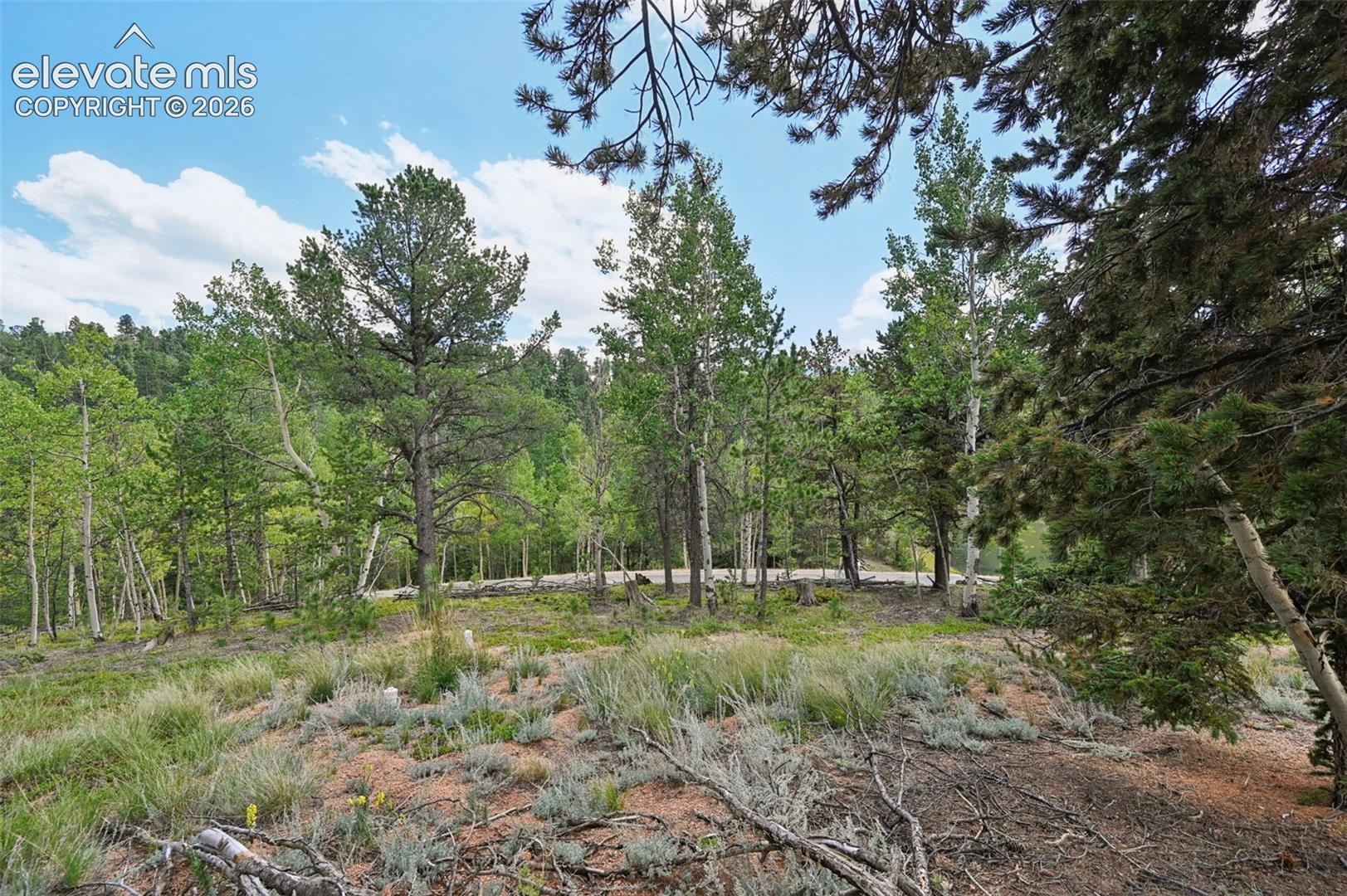 Wooded lot featuring diverse evergreen and deciduous trees