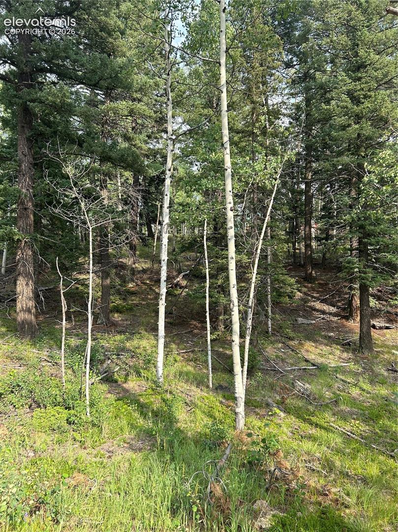 Wooded landscape featuring mature evergreen trees, white-barked deciduous trees, and natural grasses on sloped terrain