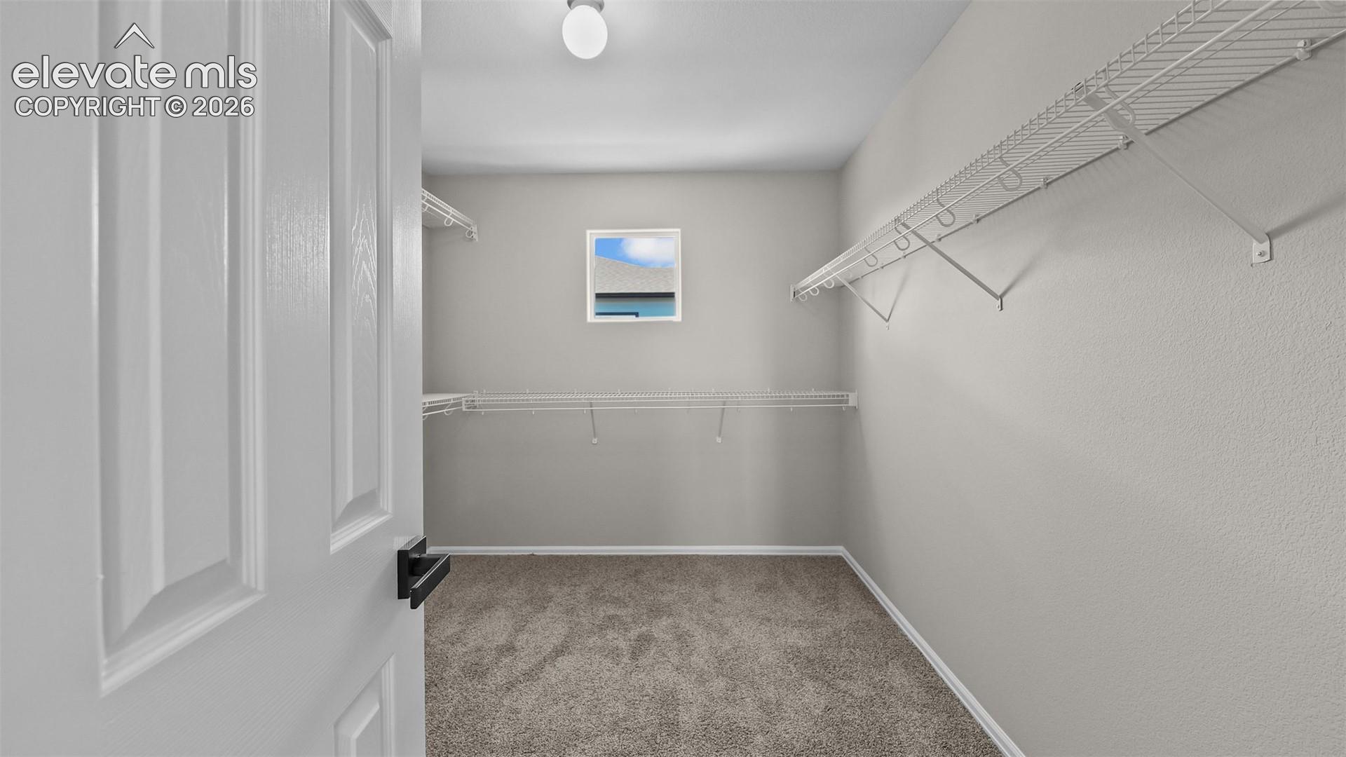 Walk-in closet featuring carpet flooring, built-in wire shelving, and a single window
