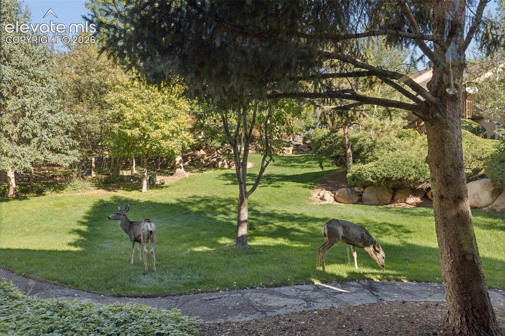 Expansive lawn area with mature trees and natural rock landscaping