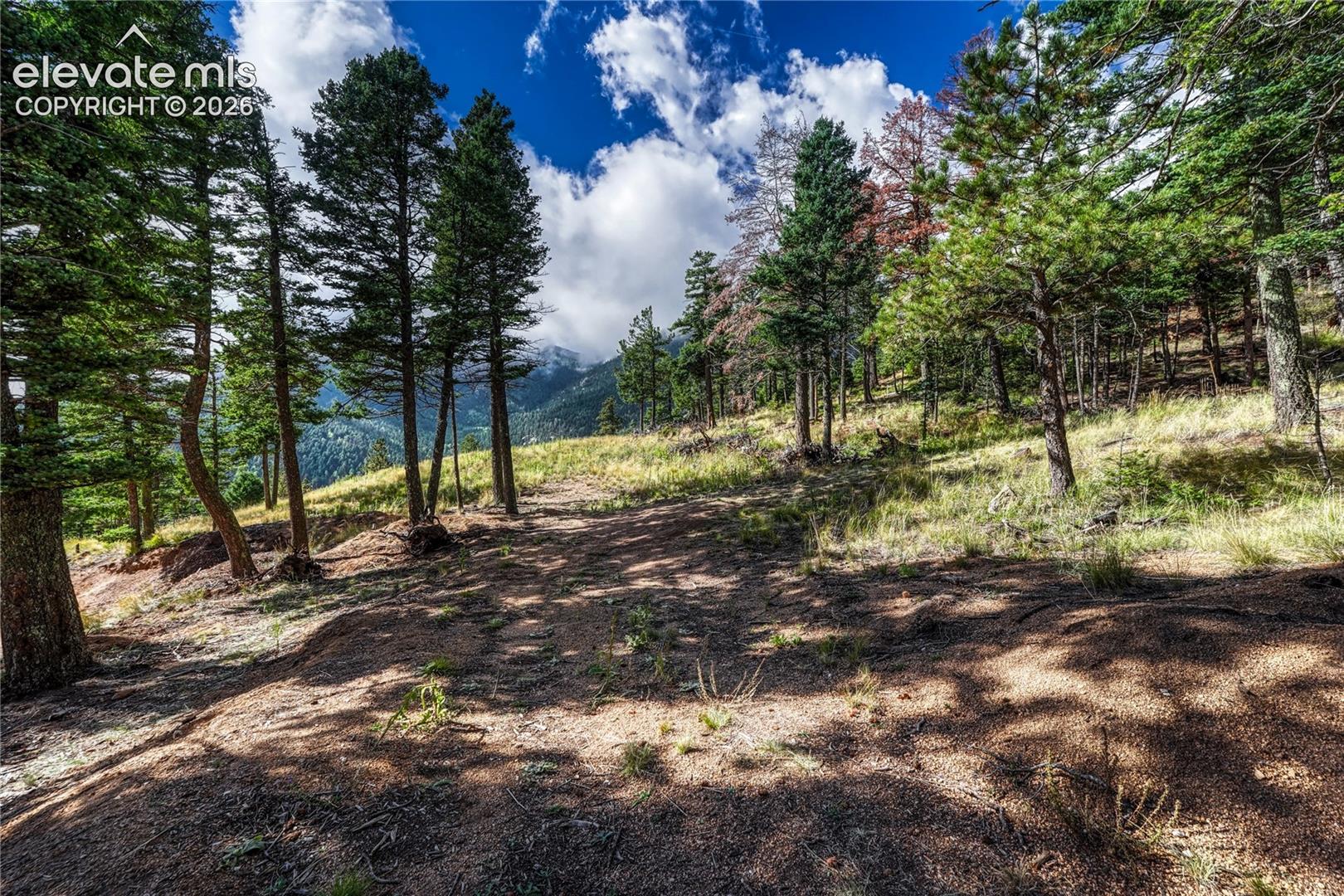 Pines along the edge of the meadow