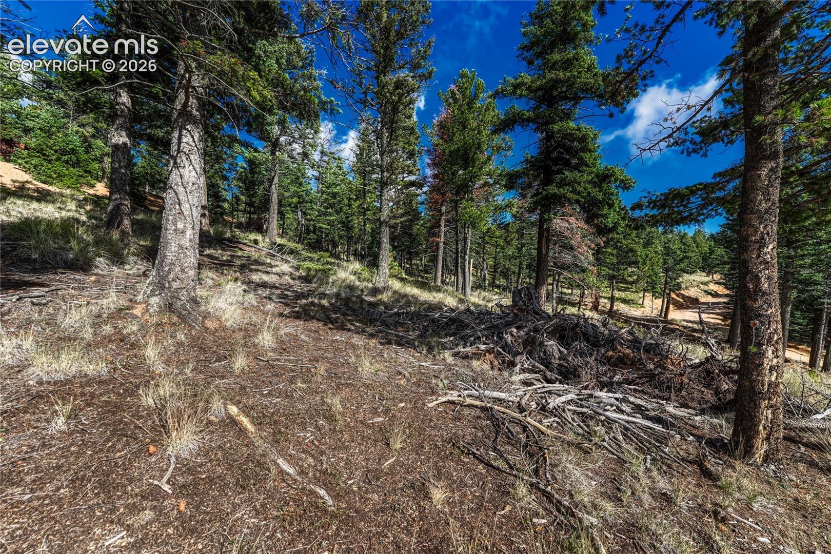 Mature pines along the lot line