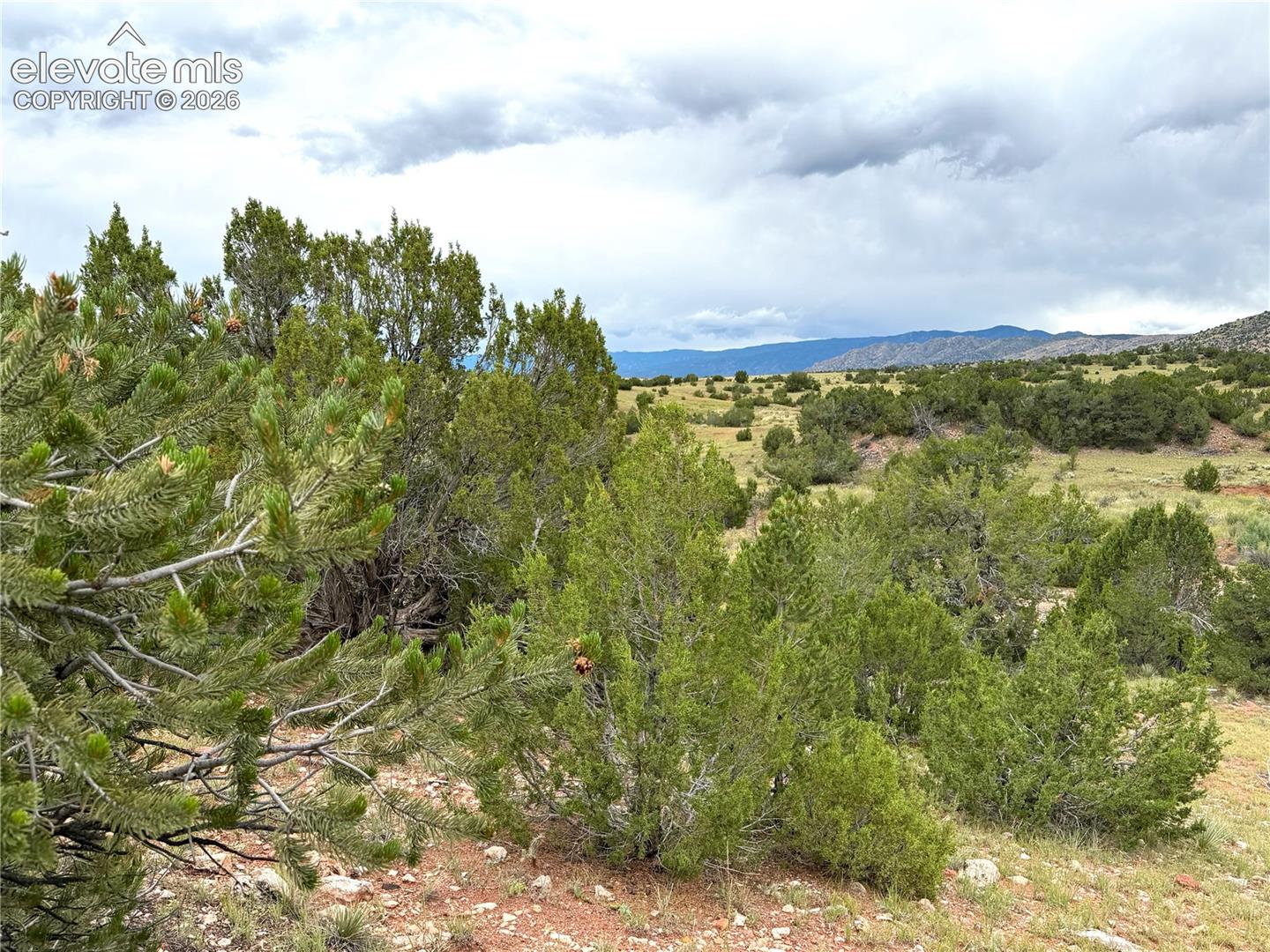Expansive natural landscape featuring varied evergreen foliage and distant mountain ranges