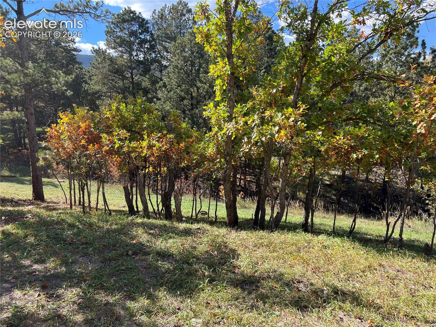 Mature trees and natural landscaping