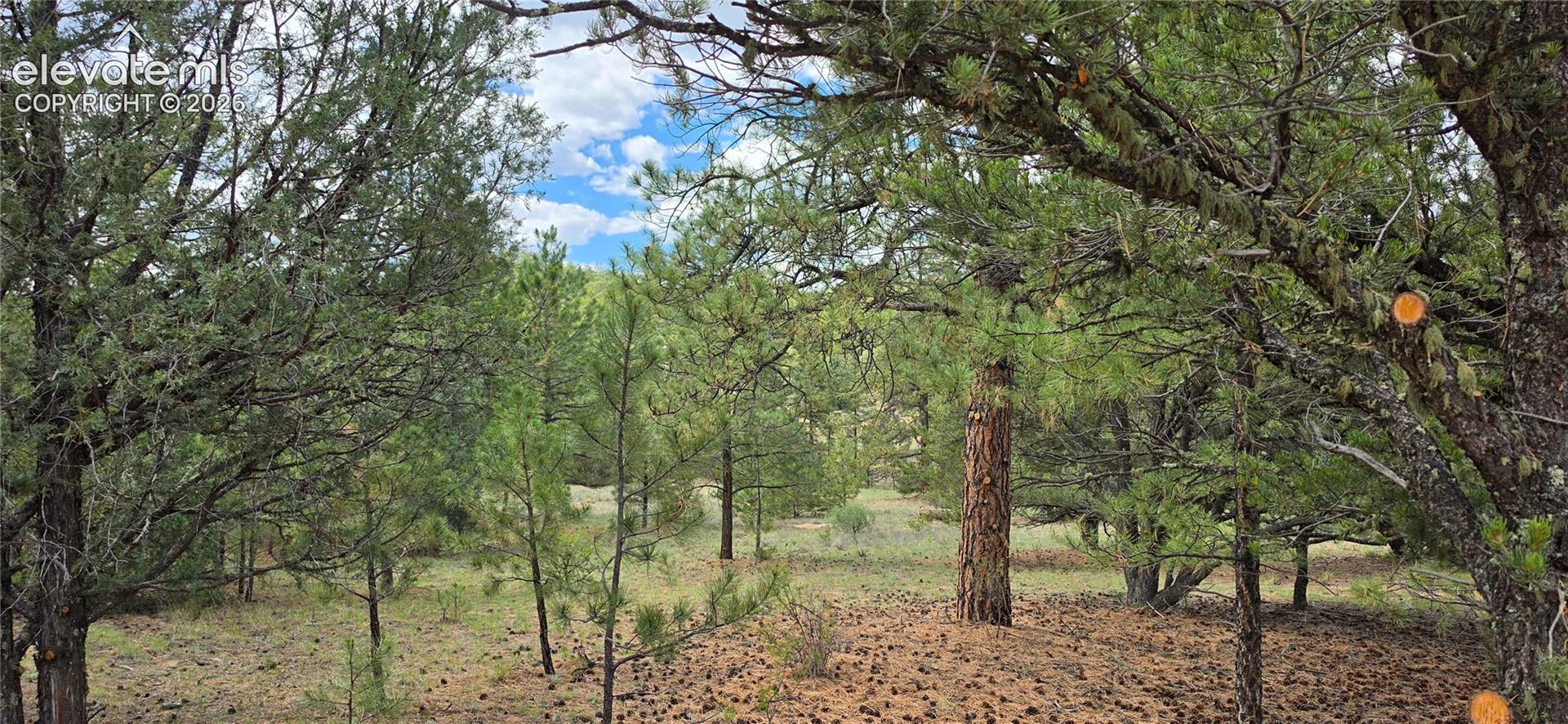 Wooded landscape featuring mature evergreen trees and a ground cover of pine needles