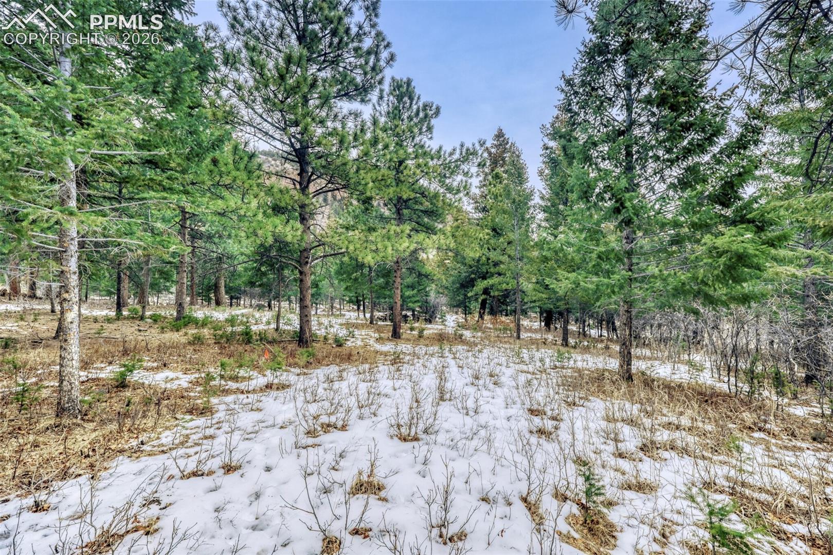 mature ponderosa pines