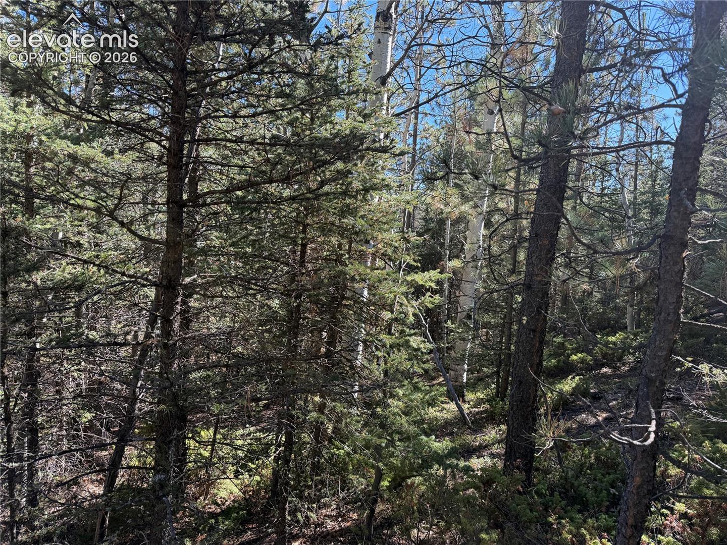 Wooded lot featuring mature evergreen trees and white-barked timber