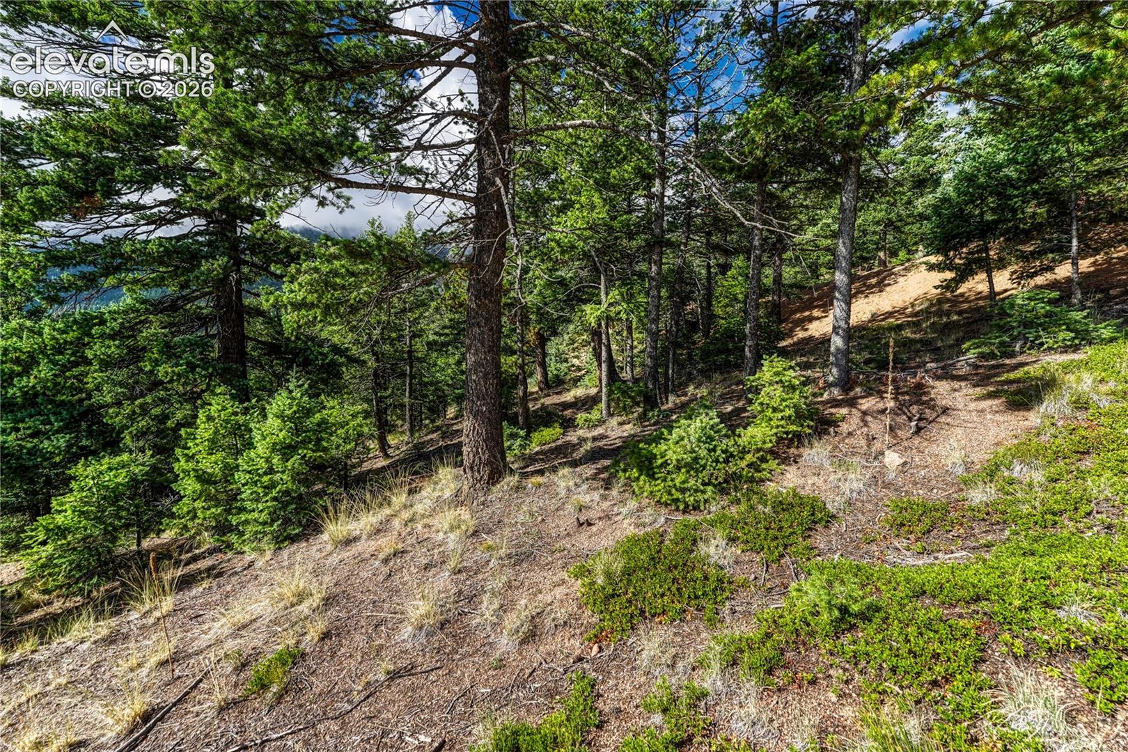 Wooded upper side of the lot