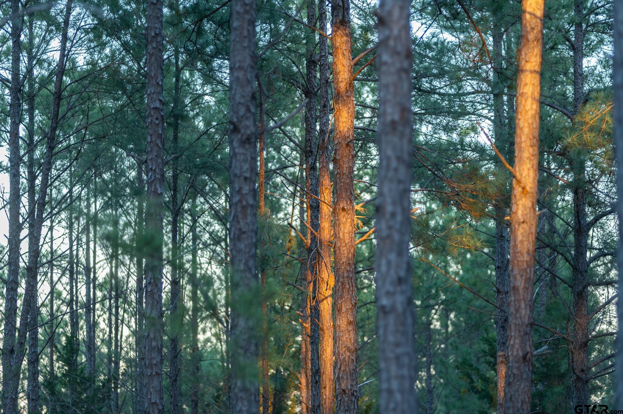 East Texas