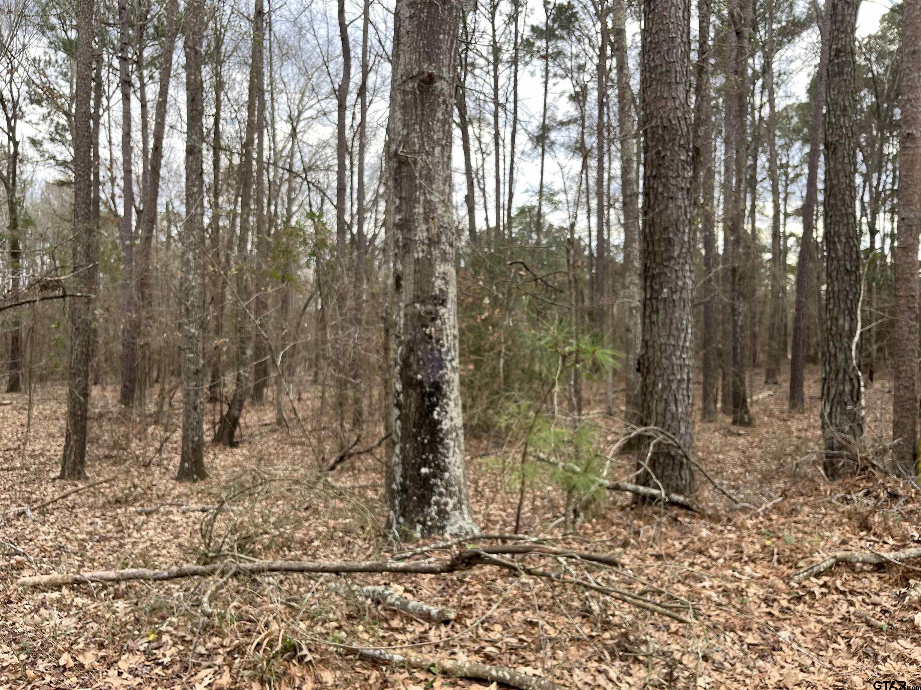 White Oak White Oak