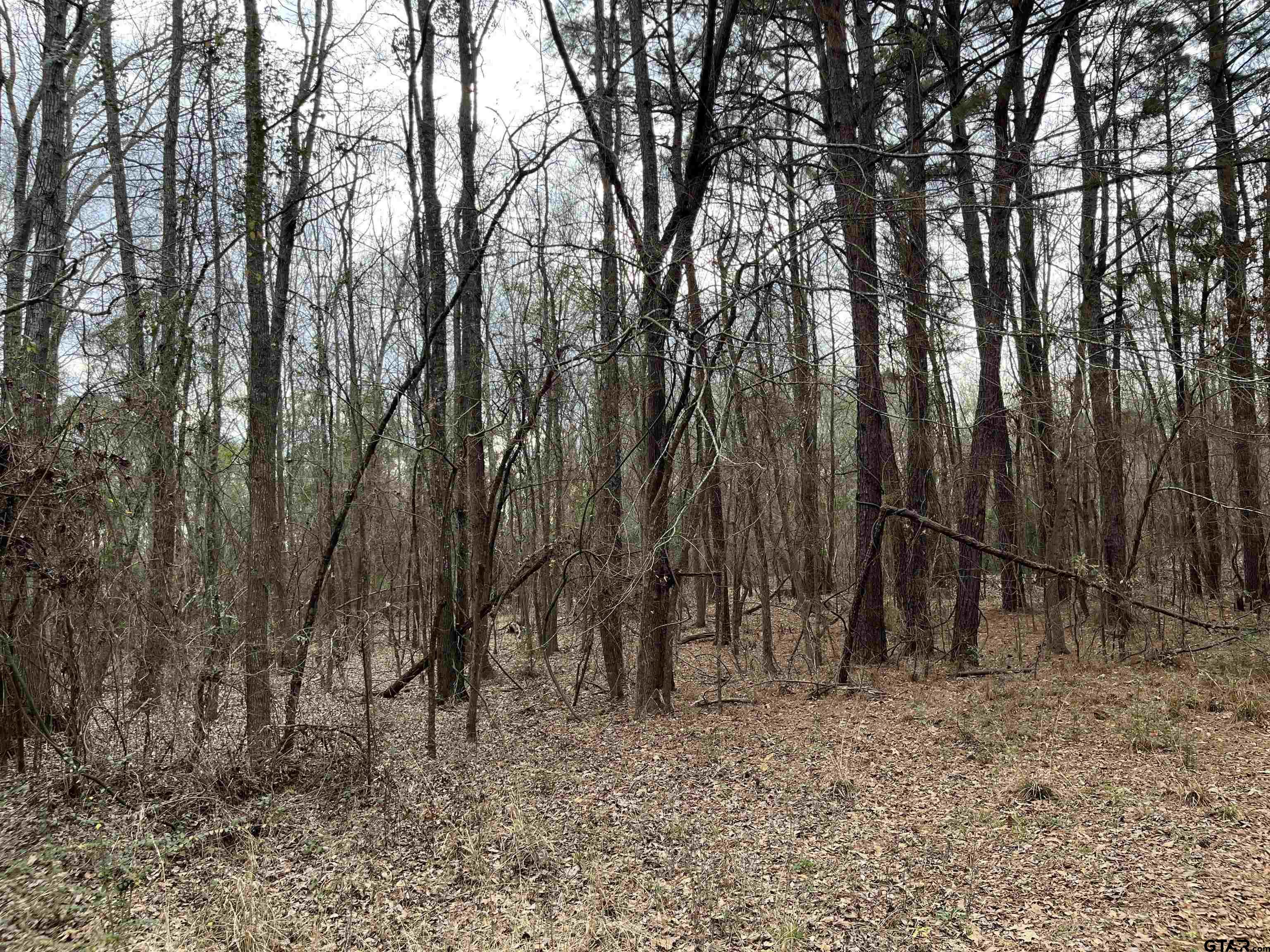 White Oak White Oak
