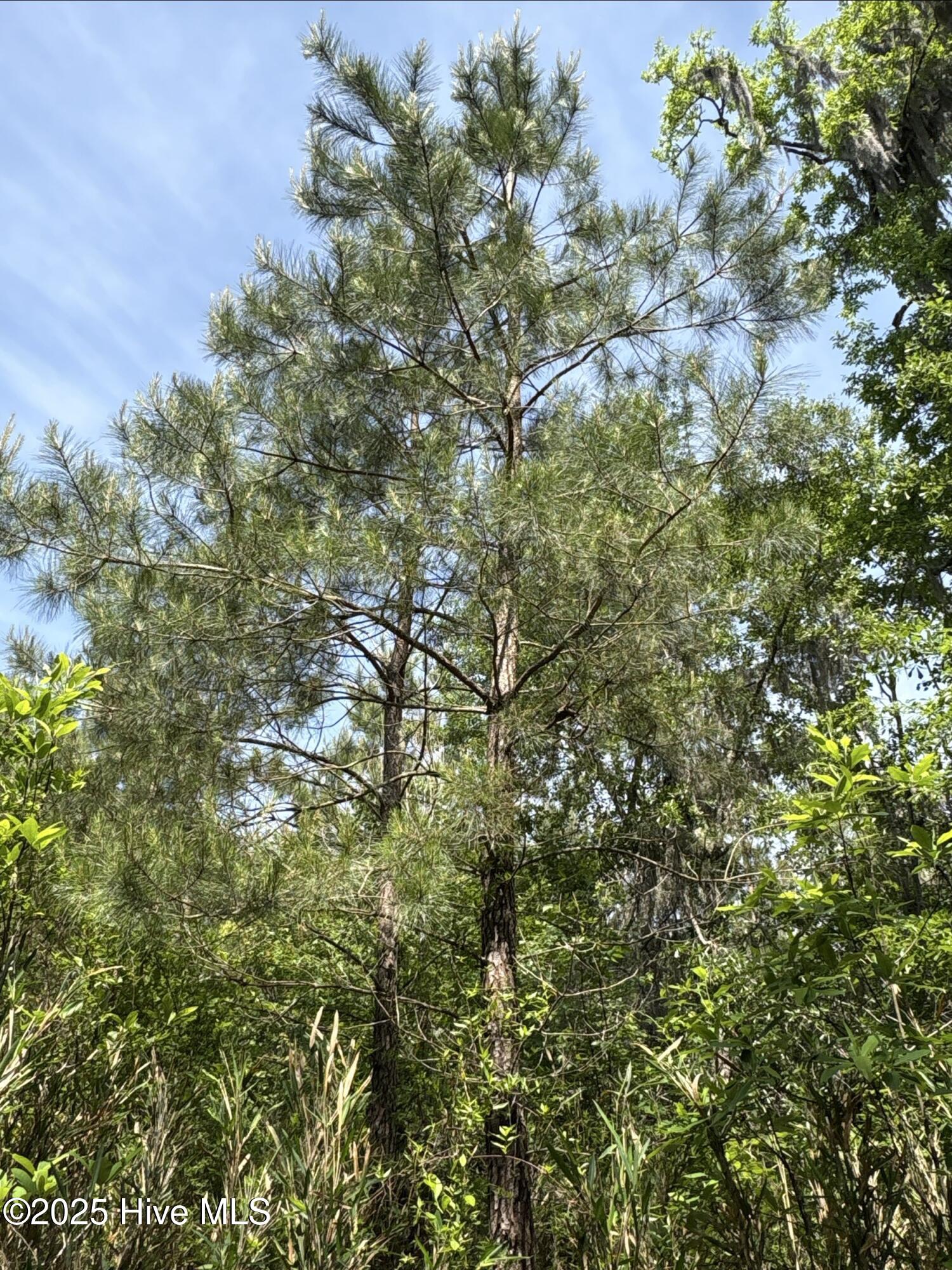 Homes for sale in Aurora, NC | 0 Nc 33 Off, Aurora, NC 27806 | MLS# 100507131