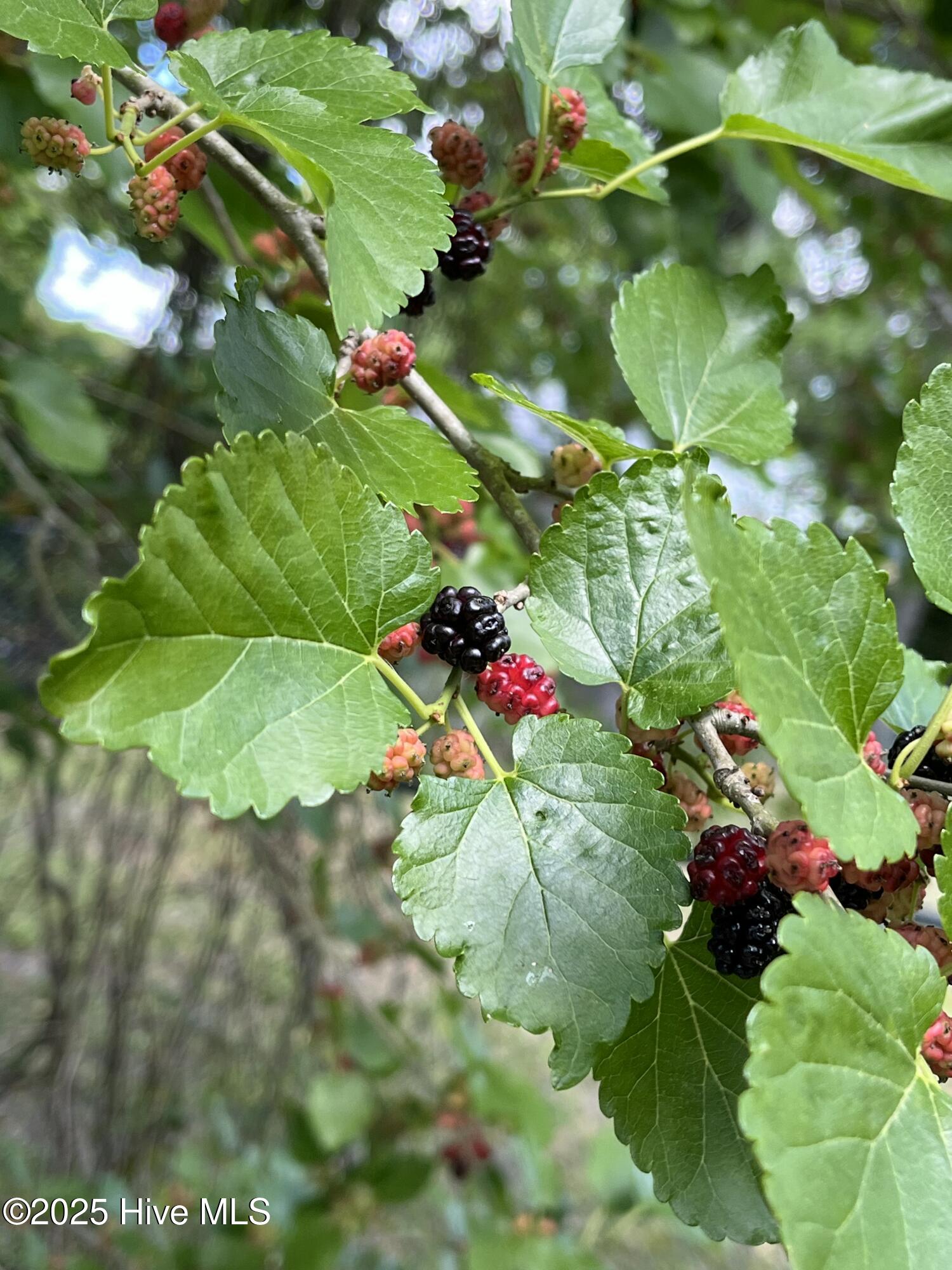 100499907 | Photo 28