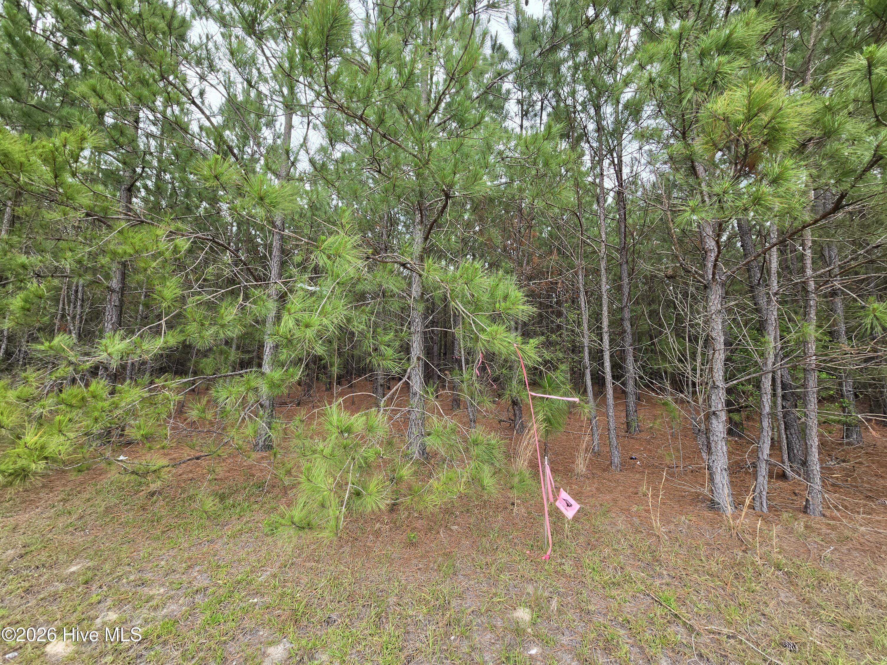 Tract 14 Belford Church Road, Jackson Springs, NC 27281 Listing Photo  19