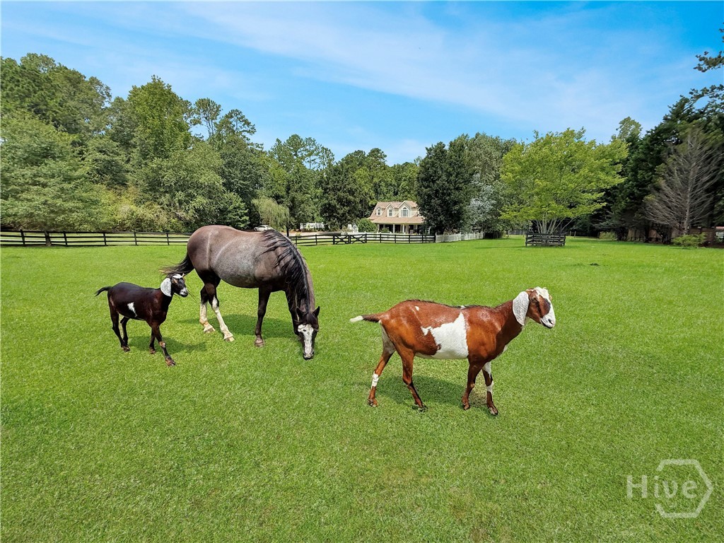 Bring your pets and animals.