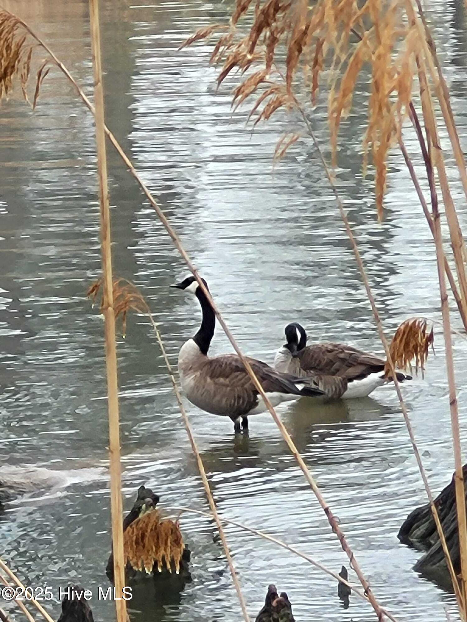 113 S South Fork Court, Hertford, NC, 27944