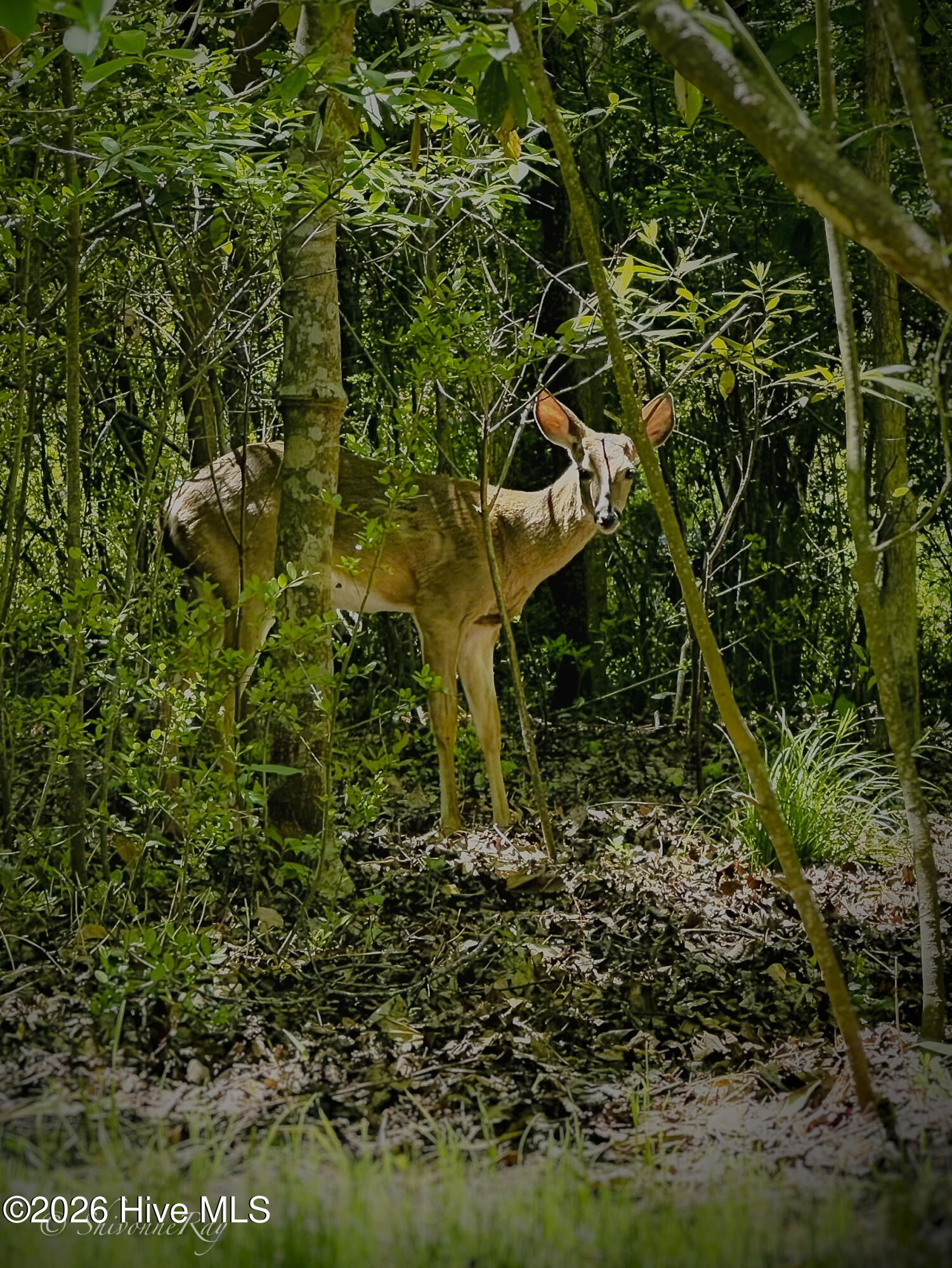 100569469 | Photo 59