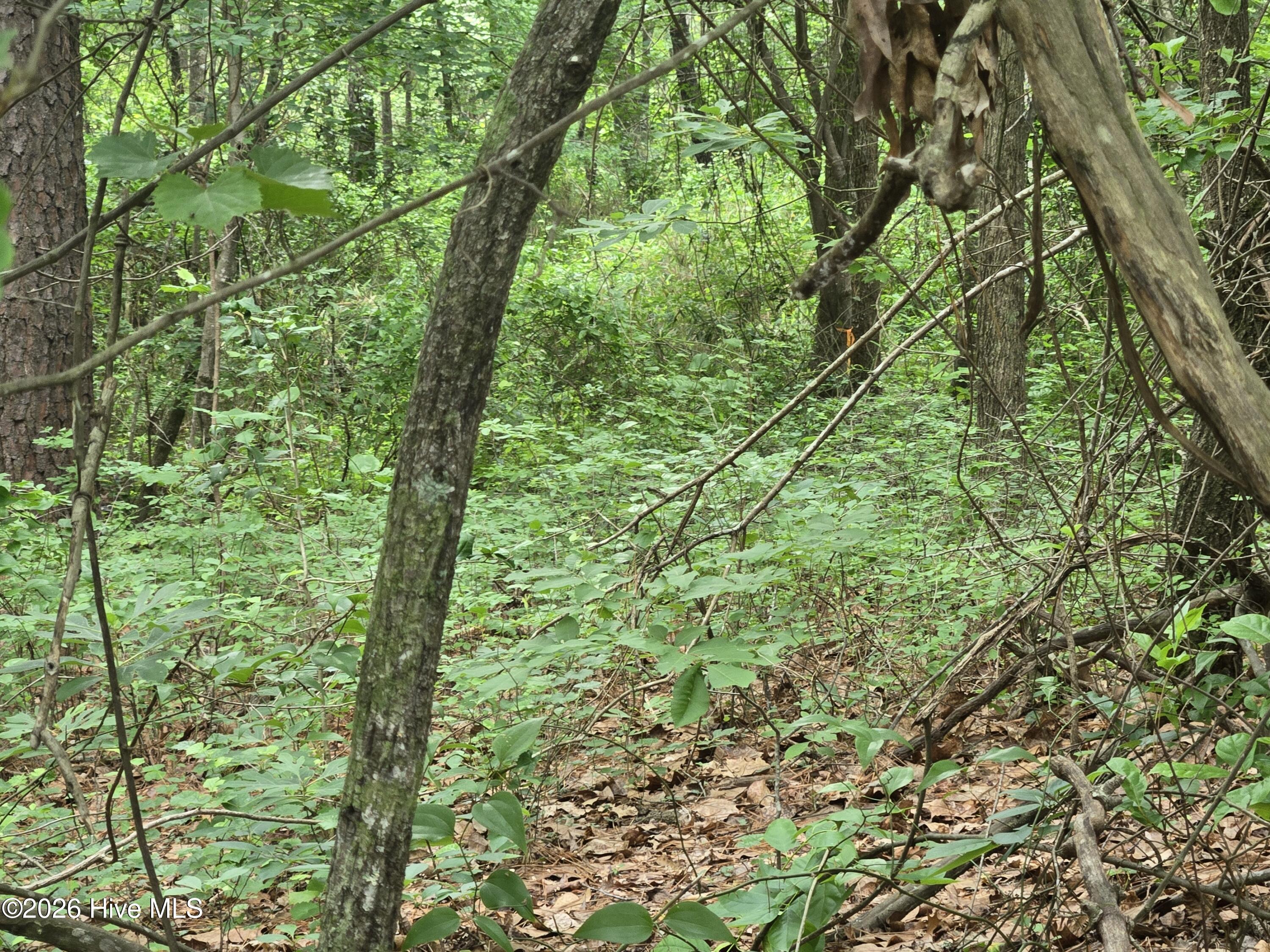 Tract 14 Belford Church Road, Jackson Springs, NC 27281 Listing Photo  29