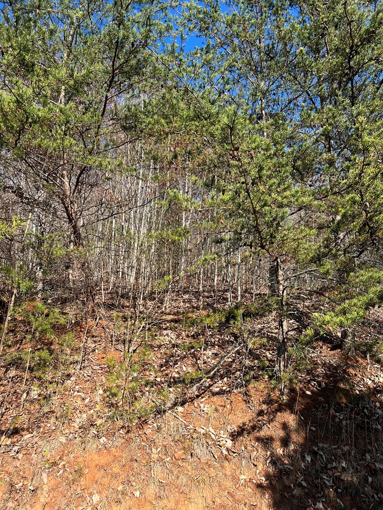 Exterior photo of Lot 56C Indian Trail, Hayesville, NC 28904. MLS: 98543668