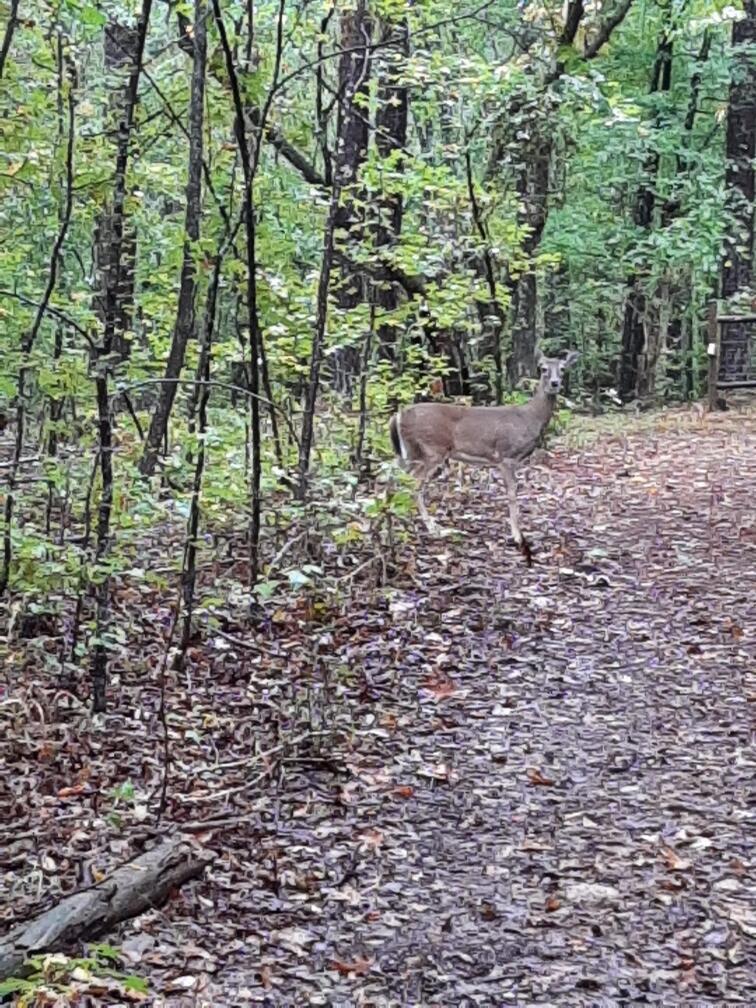 0 Gales Road, Appling, GA, 30802