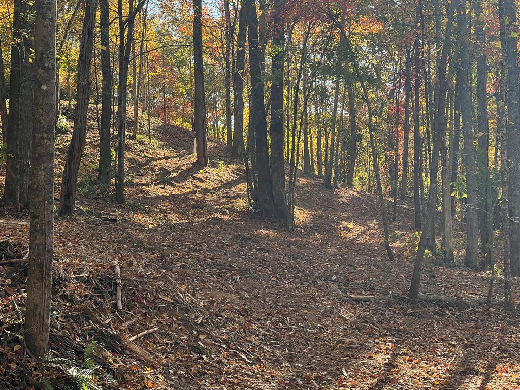 Wooded area below House Pad