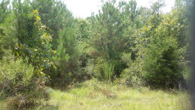 Green Acres Road, Lincolnton, GA 30817 Listing Photo  1