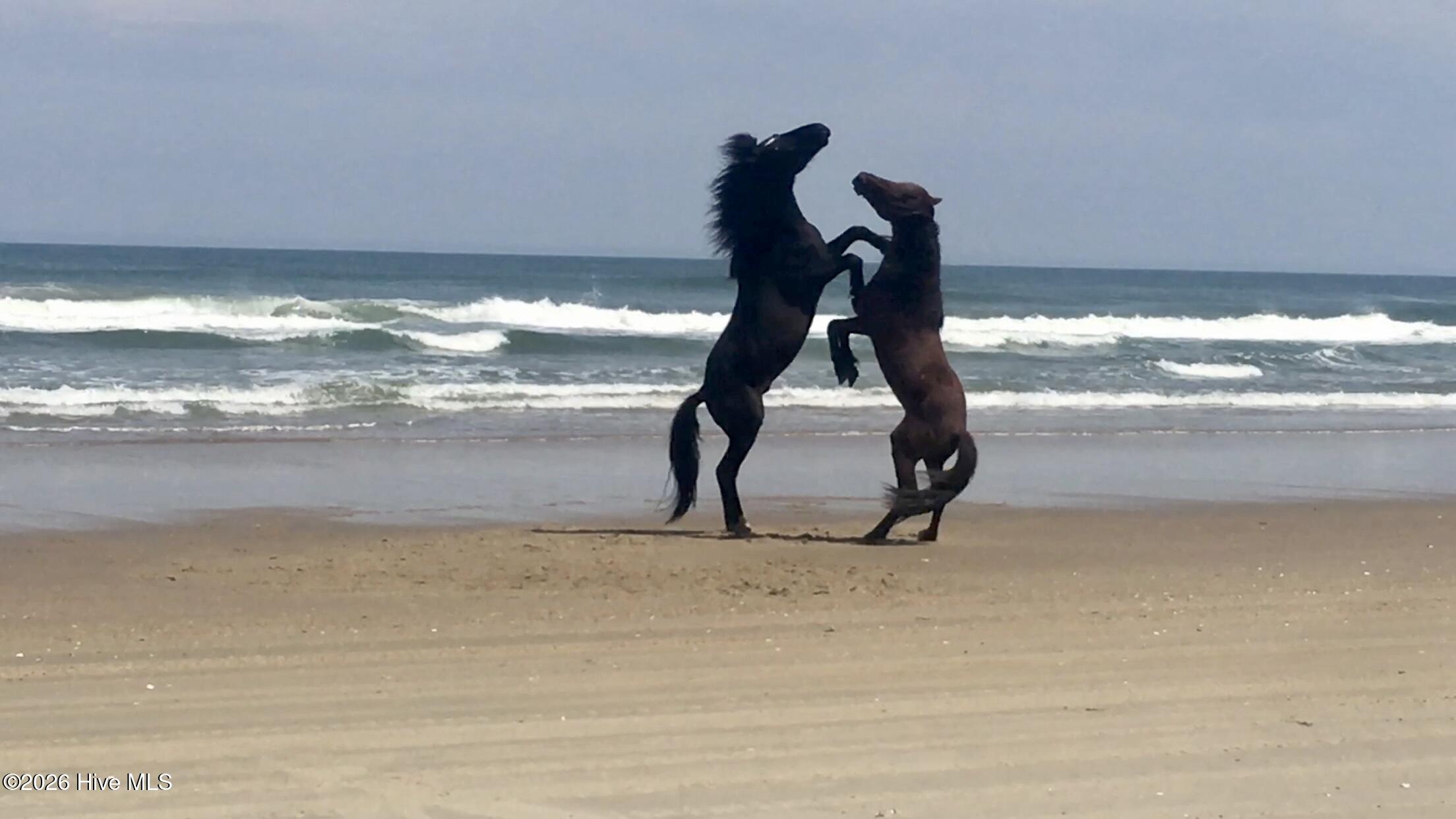 Wild horses on the beach
